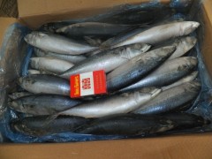 Frozen pacific mackerel