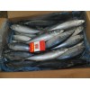 Frozen pacific mackerel