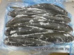 frozen grey mullet high quality