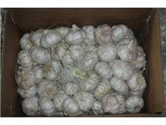 Chinese fresh garlic