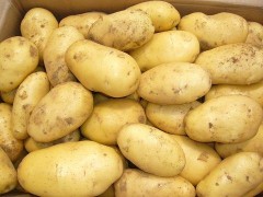 Fresh Holland Potato