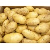 Fresh Holland Potato