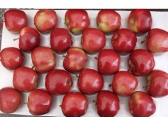 Red Star Apple