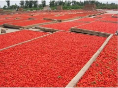 Dried goji berry