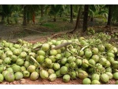 YOUNG COCONUTS