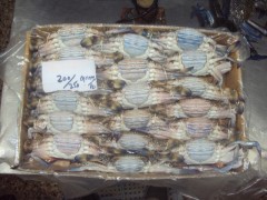 Frozen Blue Swimming Crab Whole Round