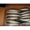 Pacific Mackerel