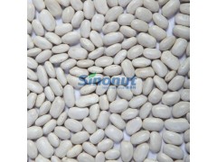 White Beans-Square Shape