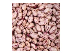 Light Speckled Kidney Beans (LSKB)