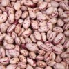 Light Speckled Kidney Beans (LSKB)