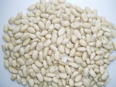 blanched peanut kernel