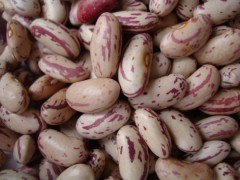 Light speckled kidney bean