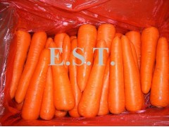 fresh carrot 2012