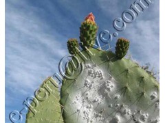 cochineal  نقرمنه