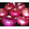 Onion from Shandong