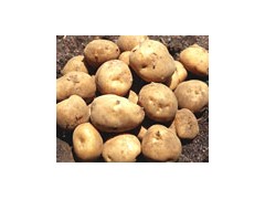 Potato from Shandong