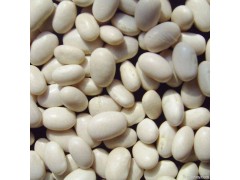 White Kidney Bean