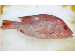 Scarlet Snapper Whole Round