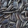 The Best Black Sunflower Seeds 909