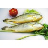 Frozen Fresh Small Yellow Croaker