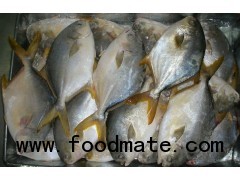 Frozen W/R Golden Pompano, Pomfret Fish