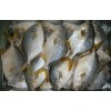 Frozen W/R Golden Pompano, Pomfret Fish