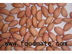 New crop shandong peanut kernels