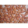 New crop shandong peanut kernels