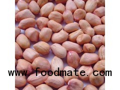 New crop shandong peanut kernels