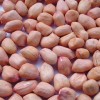 New crop shandong peanut kernels