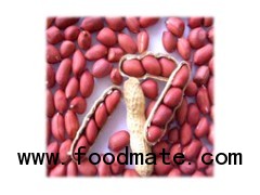 New crop red skin peanut kernels