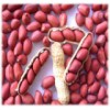New crop red skin peanut kernels