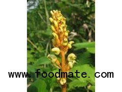 Gastrodia Rhizoma Extract 20:1