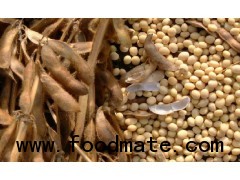SOYBEANS SEAD