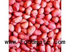 Round Dark Red Skin Peanut Kernels