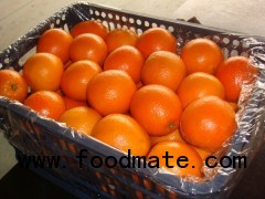 fresh navel orange