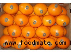 fresh navel orange