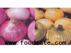 fresh red onion