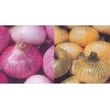 fresh red onion