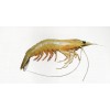 India White Prawn