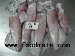 FROZEN SQUID WHOLE