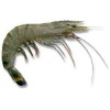 BLACK TIGER PRAWN