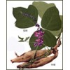 Kudzu  Root  Extract