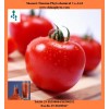 Tomato extract lycopene