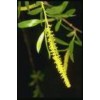 Salicin