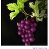 Grape Seed Extract