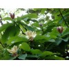 Magnolia Cortex Extract