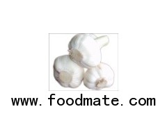 fresh garlic in low price