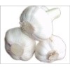 fresh garlic in low price