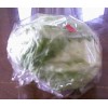 Iceberg Lettuce